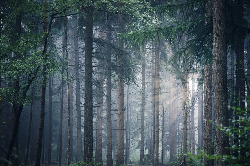Serenity Woods Sanctuary