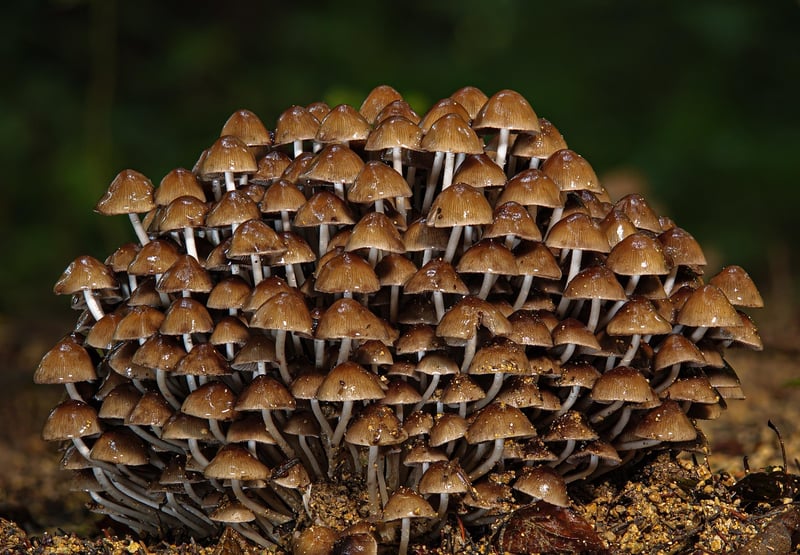 Forest Home Decor